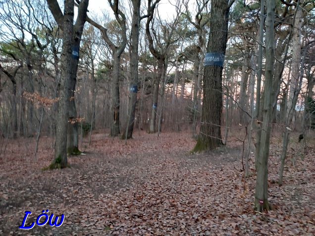 17.12.2023 - Wald der Ewigkeit